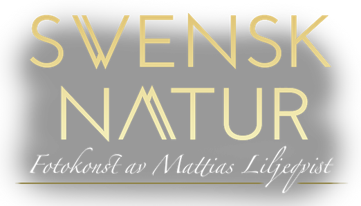 A piece of swedish nature, en bit av den svenska naturen